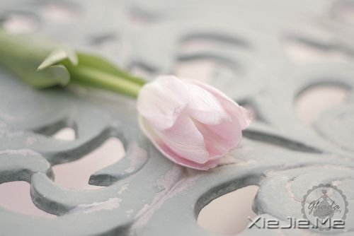 早安心语：成功的速度一定要超过父母老去的速度 (2)