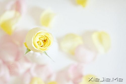 早安心语：成功的速度一定要超过父母老去的速度 (3)