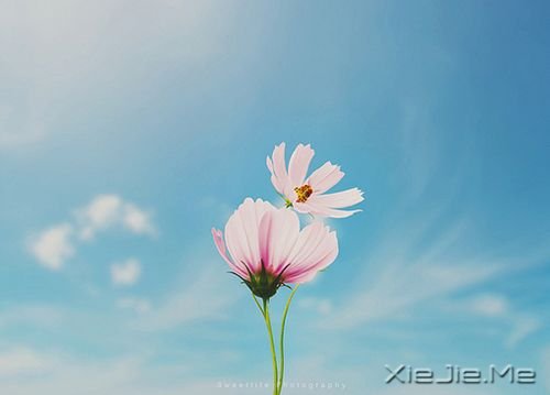 早安心语：成功的速度一定要超过父母老去的速度 (4)