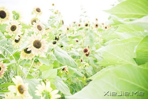 早安心语：成功的速度一定要超过父母老去的速度 (10)